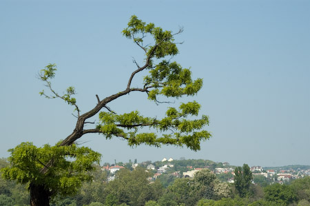 DSC_15370_20070426