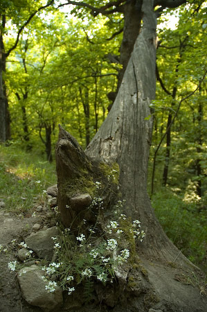 DSC_15533_20070427
