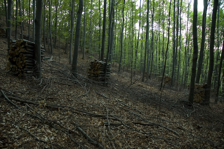 DSC_15537_20070427