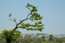 DSC_15370_20070426