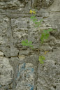DSC_15381_20070426
