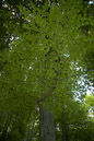 DSC_15500_20070427