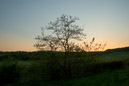DSC_15548_20070427